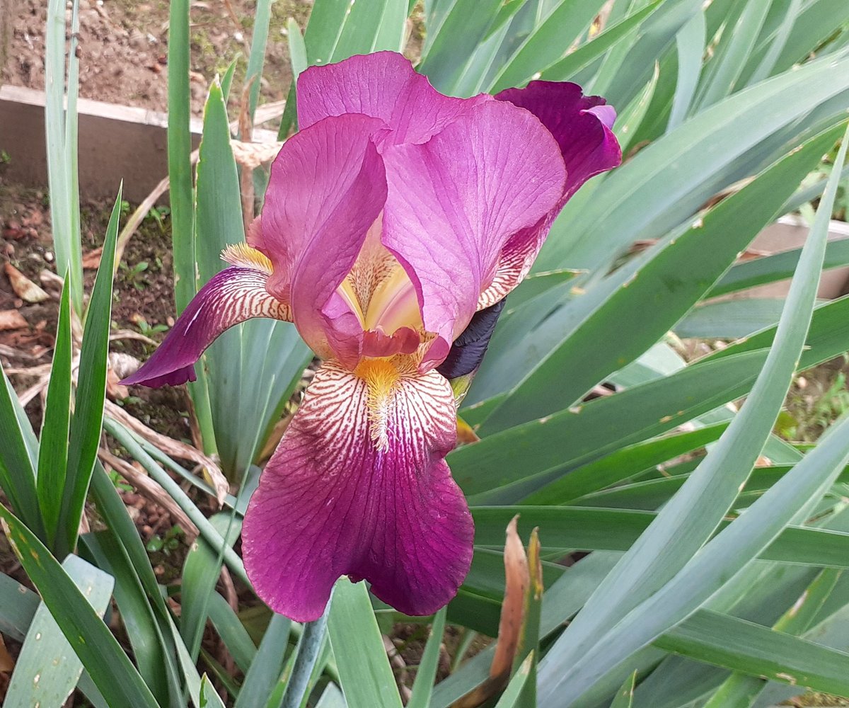 gardendesign_it's tweet photo. Here's 'Orient Express' (G.G.Bellia 1963), the last TB #iris of the season, one of my Italian #historiciris #irises #loveiris #gardening #flowers #plants https://t.co/e6wmnIrvwy