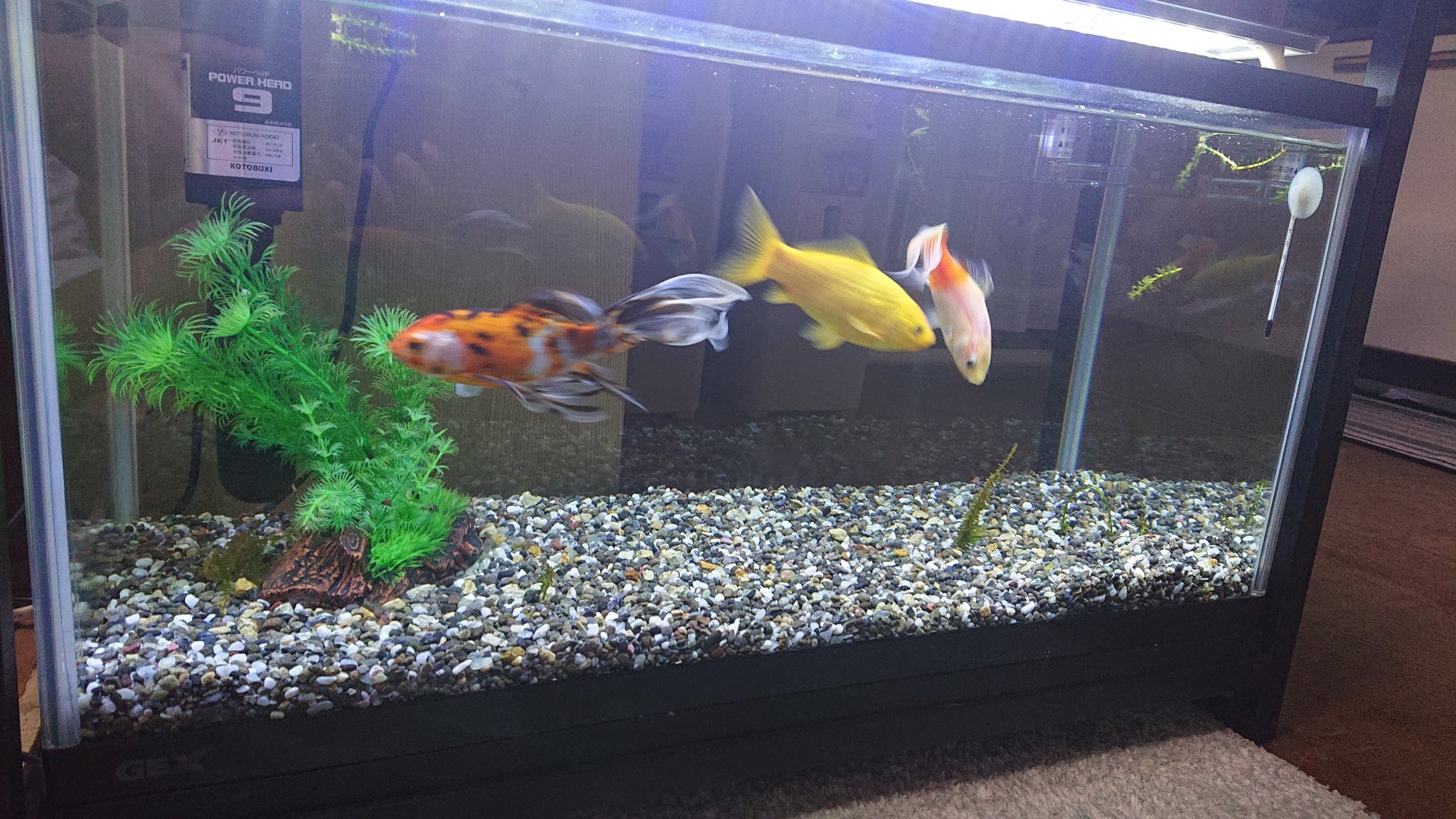 豚男 ブタメン ですね Tomitaso Lv0 金魚 アナカリスかカモンバってイメージ強いもんね 流木とアナカリス とウィローモスだけのシンプルなレイアウトとかが金魚には合いそうだよね そうそう うちのもアナカリス入れてたんだけどもう見るも無惨 Twitter