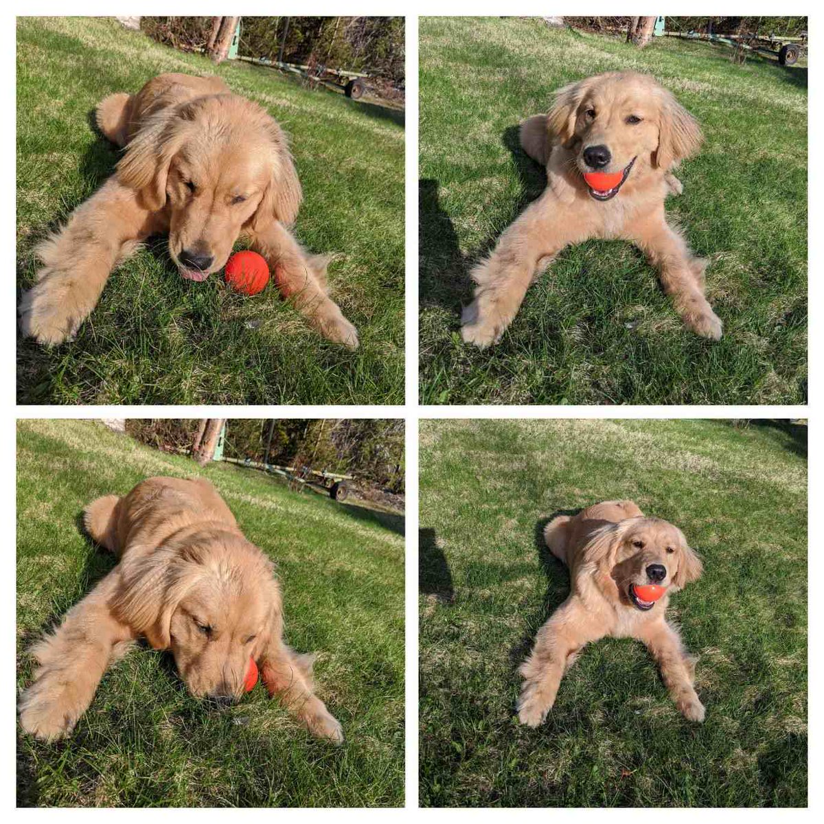 Liv says Happy Sunday. Have a ball.