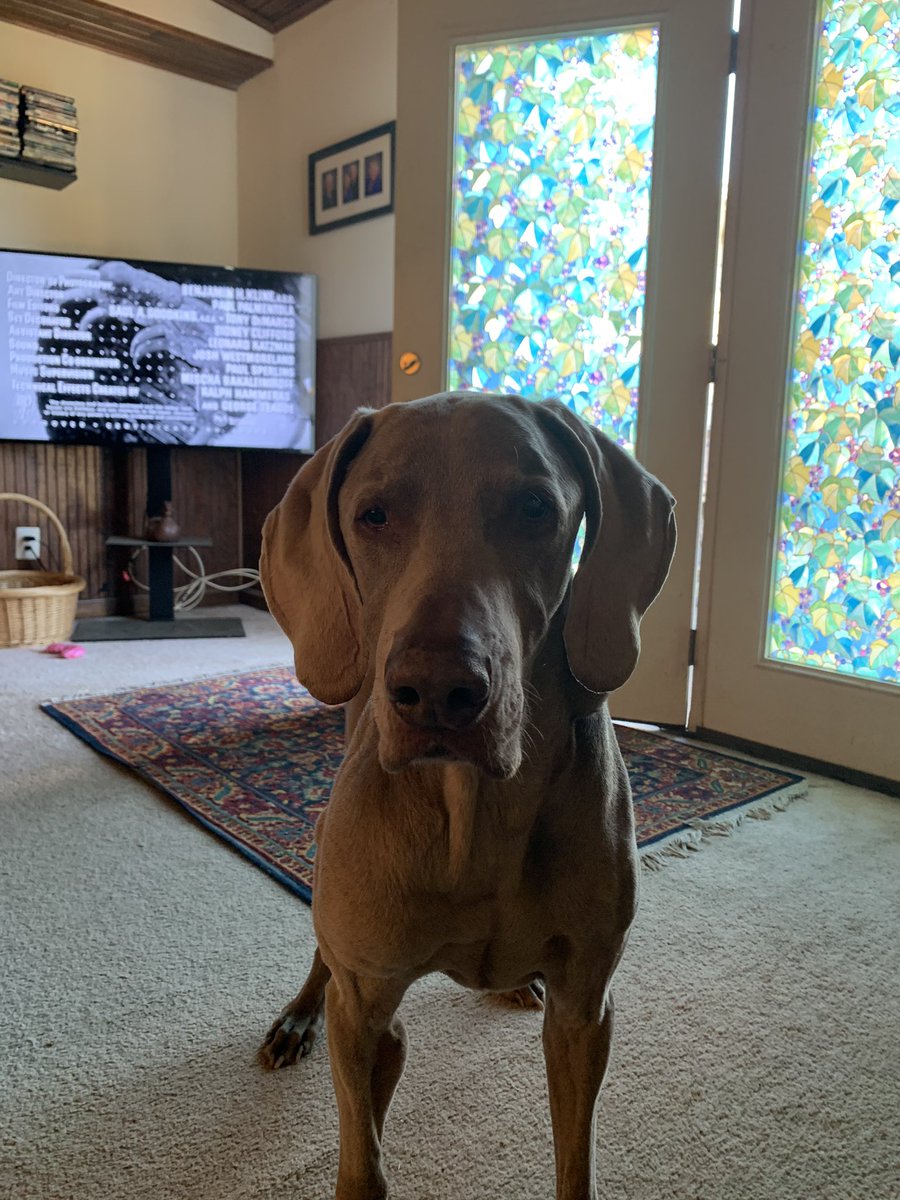 dcwingate's tweet photo. Ernie Trippin Sunday!! 🐾🐾👅
Got tired of the stare down, been going on since 0630 🤦♂️ #dErP #GrayFaceMafia #DogsofTwittter #rescuedog #4daLadies https://t.co/RpNMkbf0De