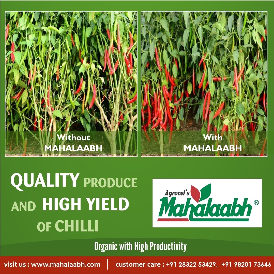 Agro_Mahalaabh's tweet photo. Manufactured in India - a unique fertilizer resulting in quality produce & high-yield.
#mahalaabh #agrocel #fertilizer #potassicfertilizer #fertigation #foliarapplication #organicfertilizer #bumpercrop #potassium #magnesium #sulphur #ecofriendly #qualityproduce #qualitycrop https://t.co/7MOQPkloDz