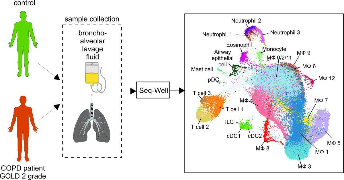 Check out our newest preprint delineating 'Alterations of multiple alveolar macrophage states in chronic obstructive pulmonary disease' led by outstanding <a href="/kevin_bassler/">Kevin Bassler</a>, Wataru Fujii and <a href="/KapellosTS/">Theodore S. Kapellos</a>. #COPD #scRNAseq biorxiv.org/content/10.110…