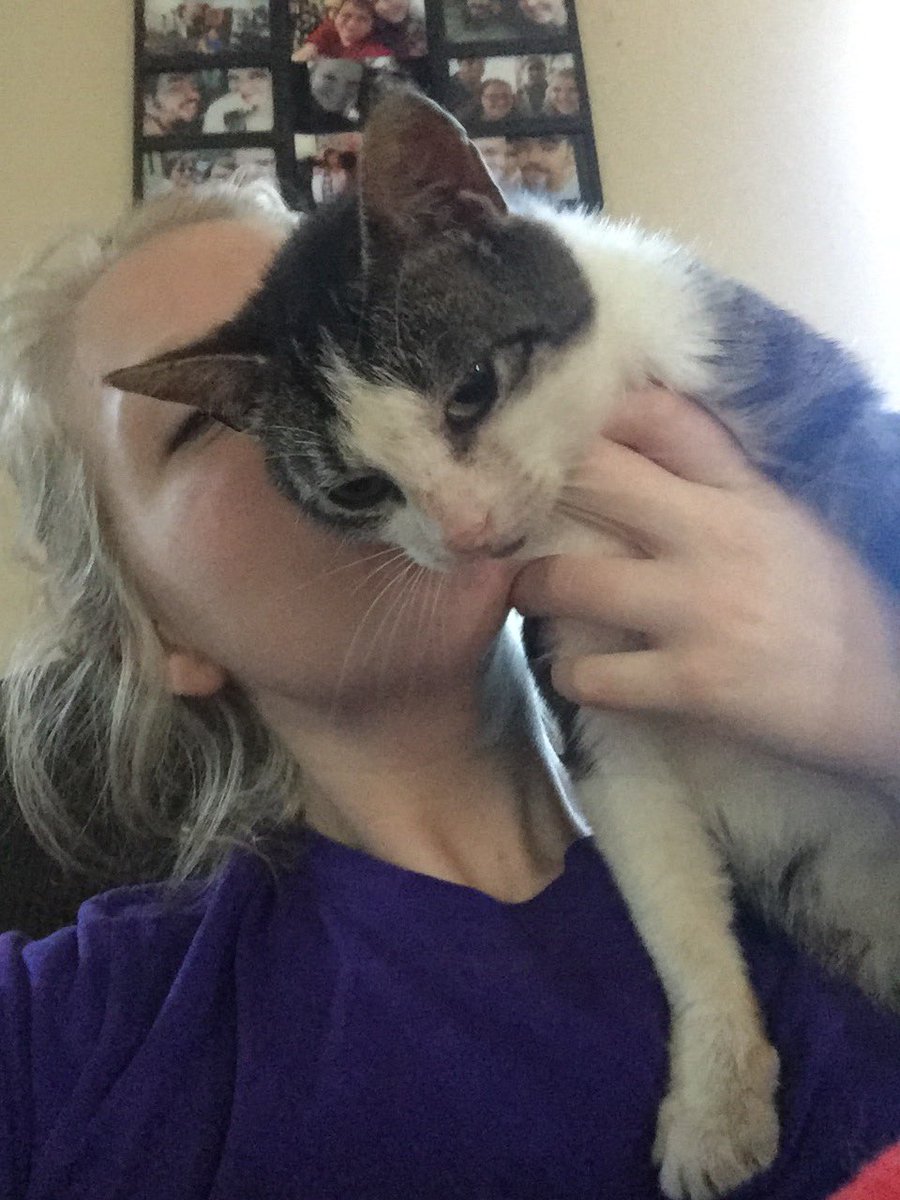 RachelGray13's tweet photo. I can’t post on other social media sites because my landlord is on those, and we’re not allowed to have a pet.... BUT LOOK AT MY CAT! She decided to show up about 2 weeks ago, and took up with us 😻 her name is very original... meet Kitty! https://t.co/CWaPMuVyRE