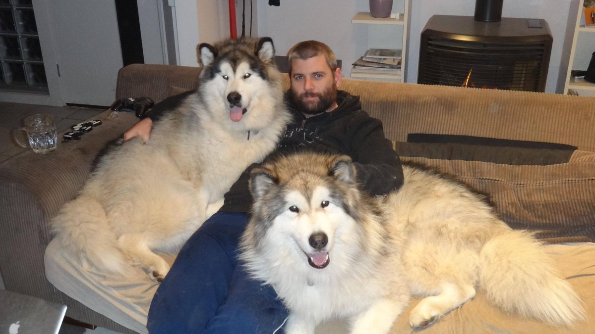 ヤギの人 マスク アラスカン マラミュートの子犬 Alaskan Malamutes T Co Odhai3mwep どんな状況なのか分からないけど とにかくもっふもふだ アラスカン マラミュート はシベリアンハスキーに似てるけど別の犬種 もともとは アラスカの