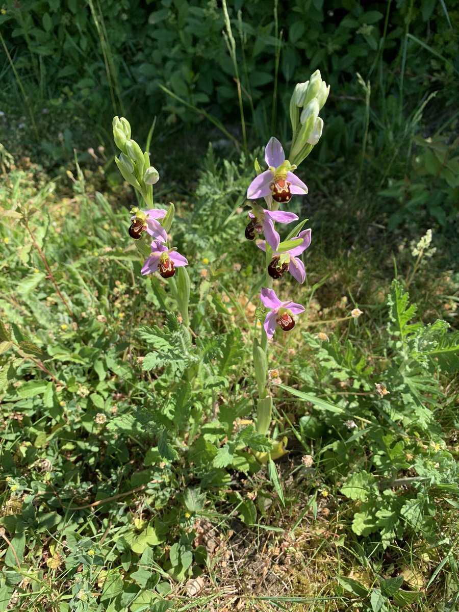 nevilleash's tweet photo. Thanks to #NoMowMay we have about 30 of these in the lawn - along with carpets of other flowers, providing for actual bees and other pollinators! #EveryoneHappy https://t.co/GIl2CzQZiP