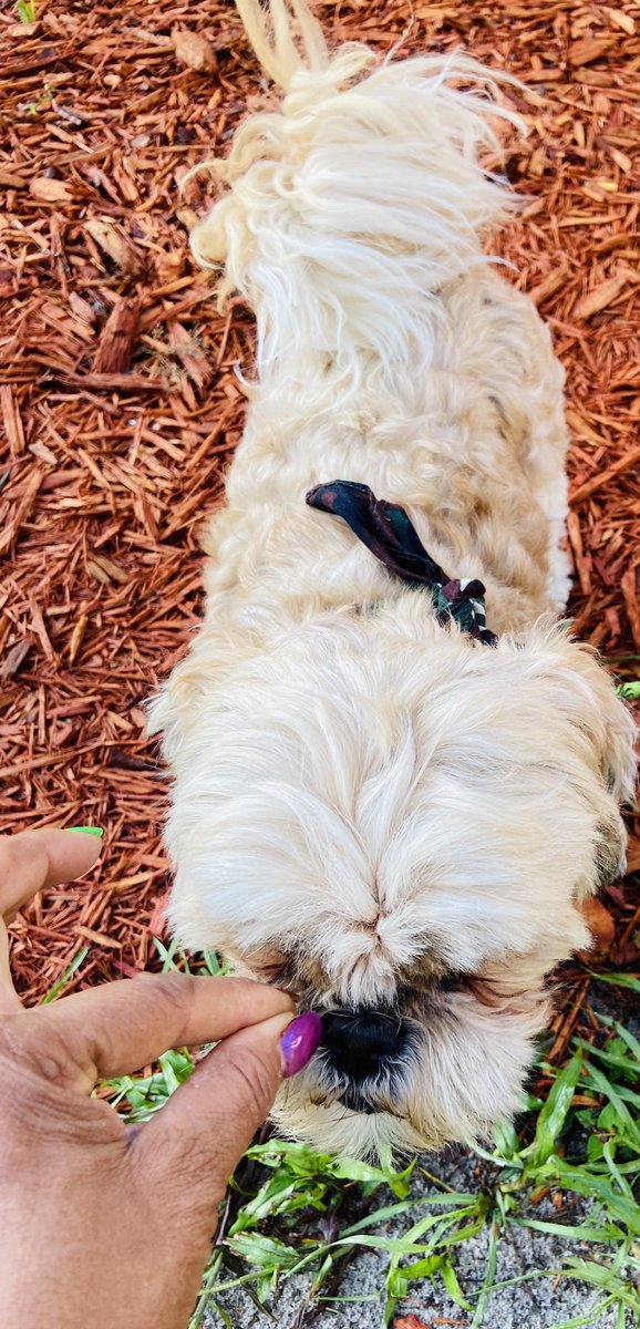 paulette01234's tweet image. I #pray with 🐶 Chewy too.
#Pwow🐶🙏🏾🇺🇸✍🏽