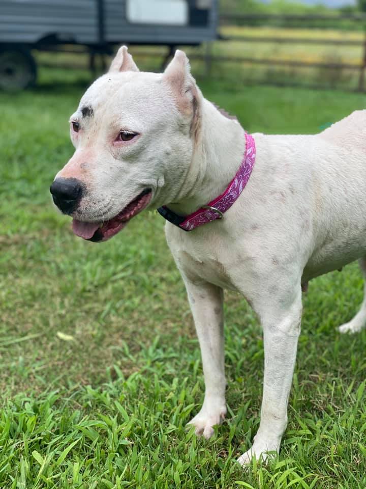 Bellesbuds's tweet photo. #Moette is a #lovebug!
Great with #kids, will take #treats very gently out of your hand, and just wants to #run and #play!
She’s about 1.5 years old and 55 lbs.
#AdoptDontShop
https://t.co/LxFsM9Jlcg https://t.co/7QaasZrwpN