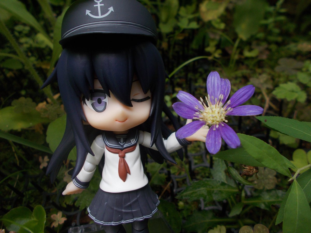 フヂマル على تويتر 花名 ミヤコワスレ 花言葉 また会う日まで 日本原産のキク科の植物です 春から初夏頃に紫色をした小花をつけ 古くから園芸種として親しまれてきました 特徴的な花の名前や花言葉は 承久の乱で島流しになった順徳天皇の逸話によるものよ