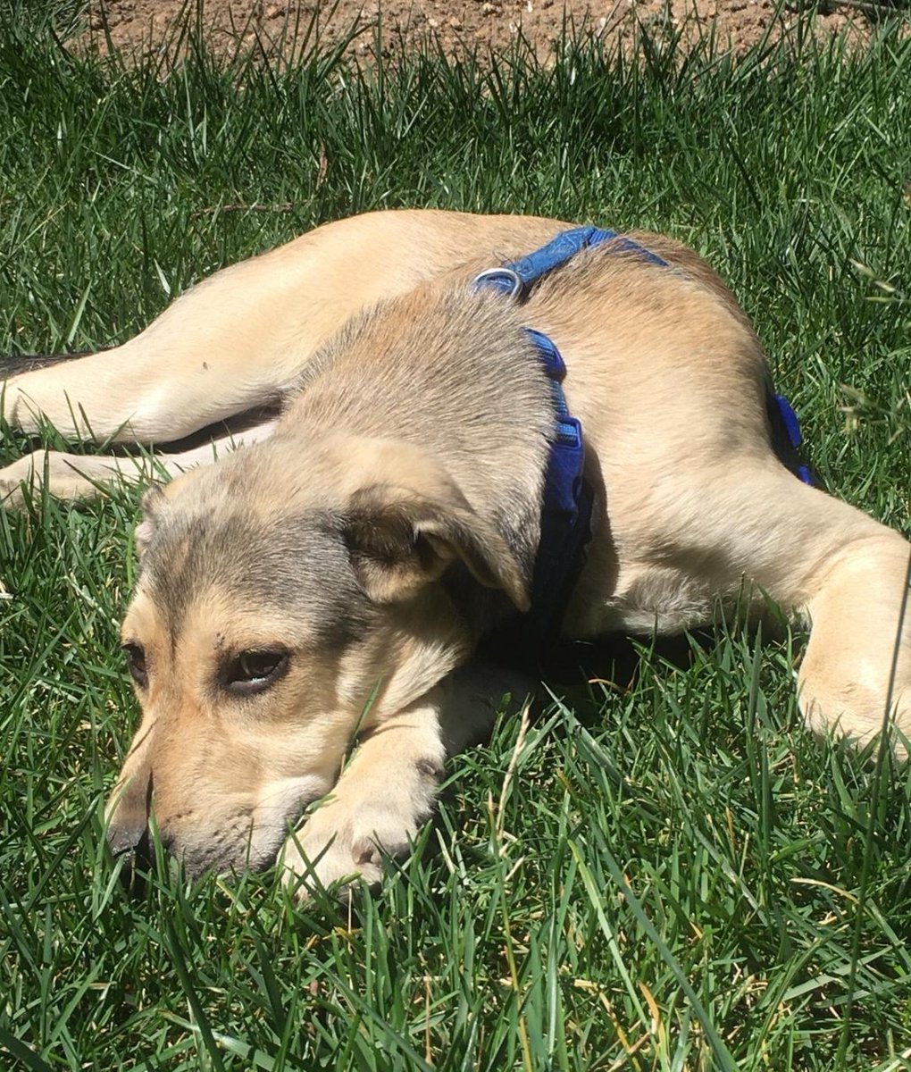 Caddebostan Plaj yolunda bulunmuş. Ailesi aranıyor ! İSTANBUL #kayıpköpek
0 536 586 80 68