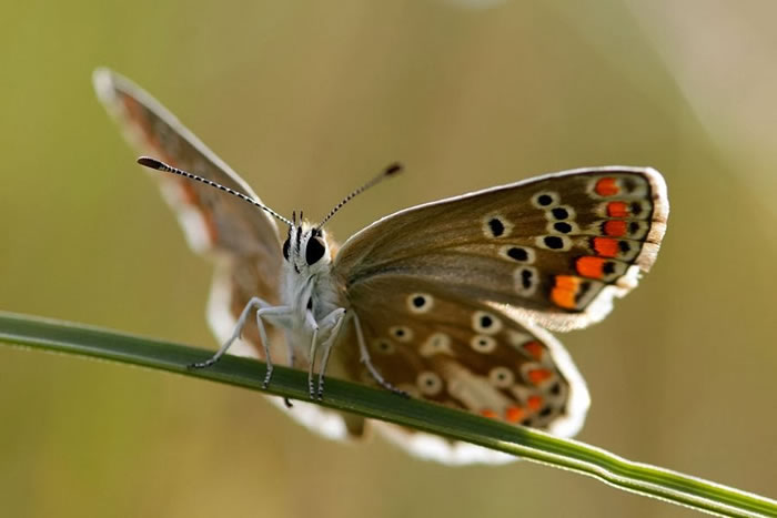 LeoAuteur's tweet photo. Il est impressionant ce #papillon de Roeselien Raimond... https://t.co/Evnqvc6xfg