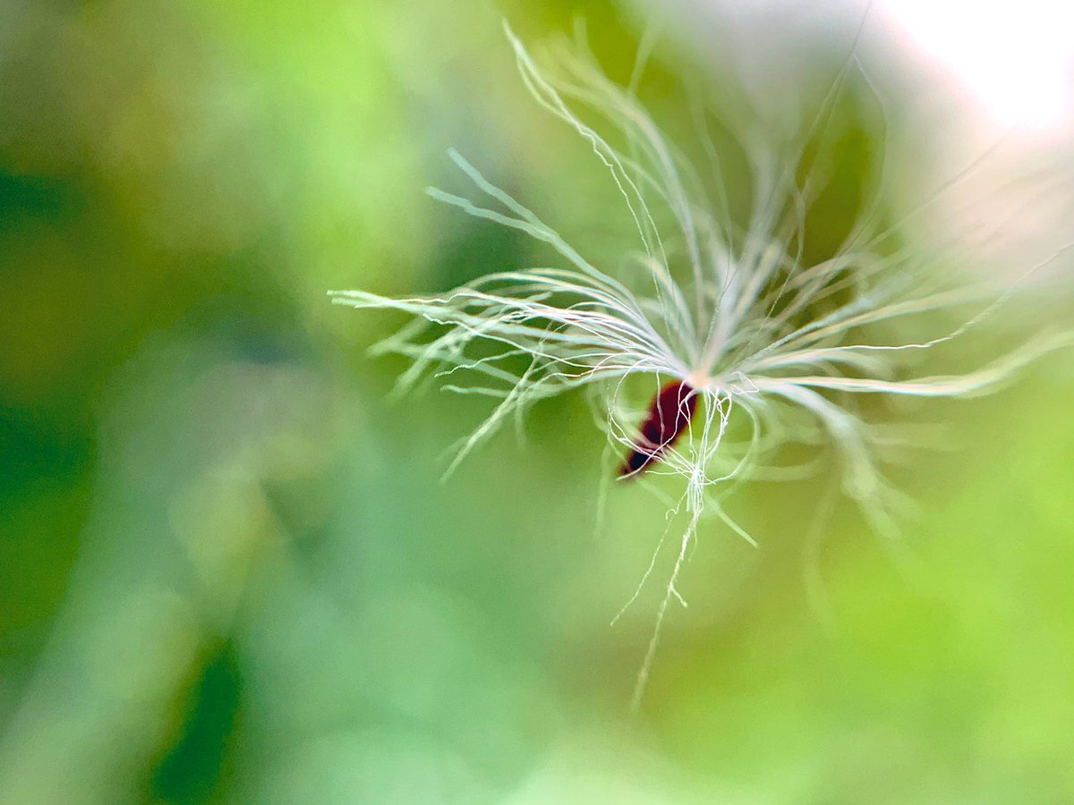 のた 花言葉 毒舌 オニノゲシ 花言葉 綿毛 おにのげしの綿毛 蜘蛛の糸に不時着してた綿毛