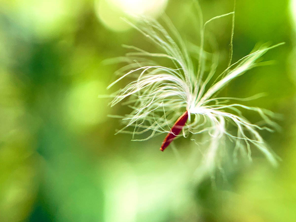 のた 花言葉 毒舌 オニノゲシ 花言葉 綿毛 おにのげしの綿毛 蜘蛛の糸に不時着してた綿毛