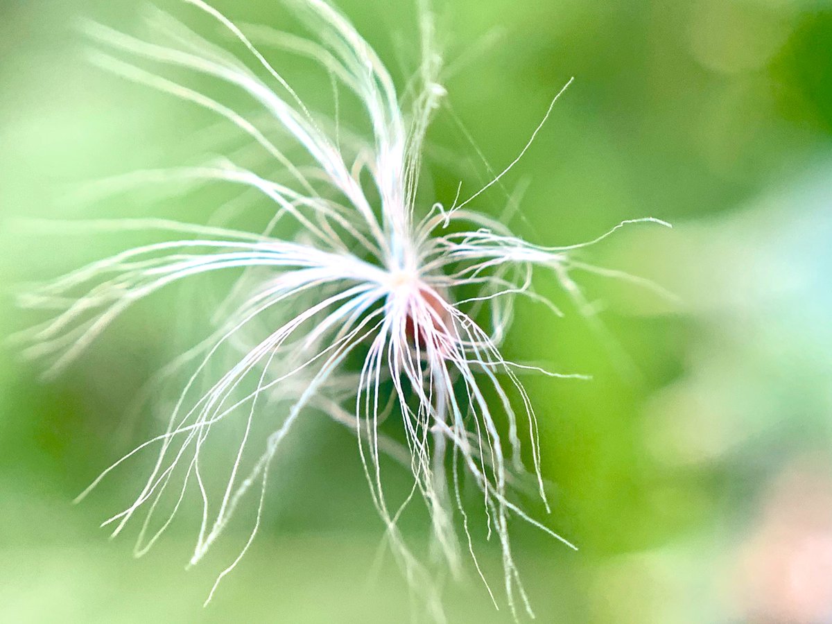 のた 花言葉 毒舌 オニノゲシ 花言葉 綿毛 おにのげしの綿毛 蜘蛛の糸に不時着してた綿毛