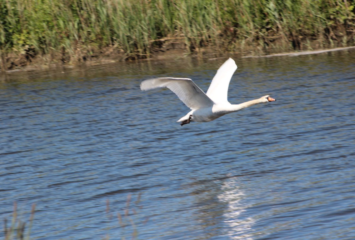 AmyHobson01's tweet photo. Beautiful morning watching the swans along the broads
#beccles #lovesuffolk #NaturePhotography #naturelovers https://t.co/eTQ5LJFPCA