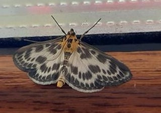 Siouxsiequ's tweet photo. #moth #flewin #lastnight https://t.co/KTkkNKrH3d