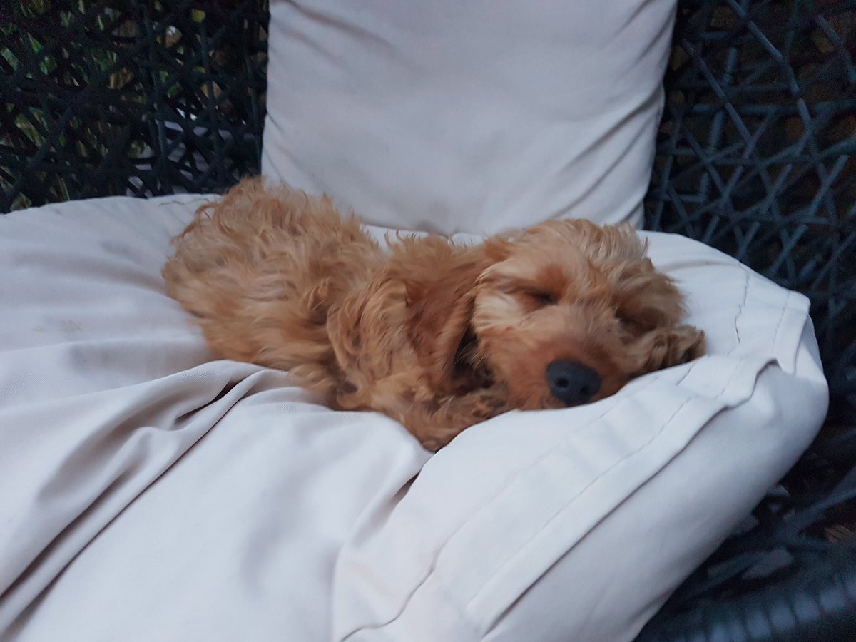 AngelaM71562084's tweet photo. @GraemeDogfather Our puppy Jovi loves a snooze in the shade https://t.co/aWaVbie1eI