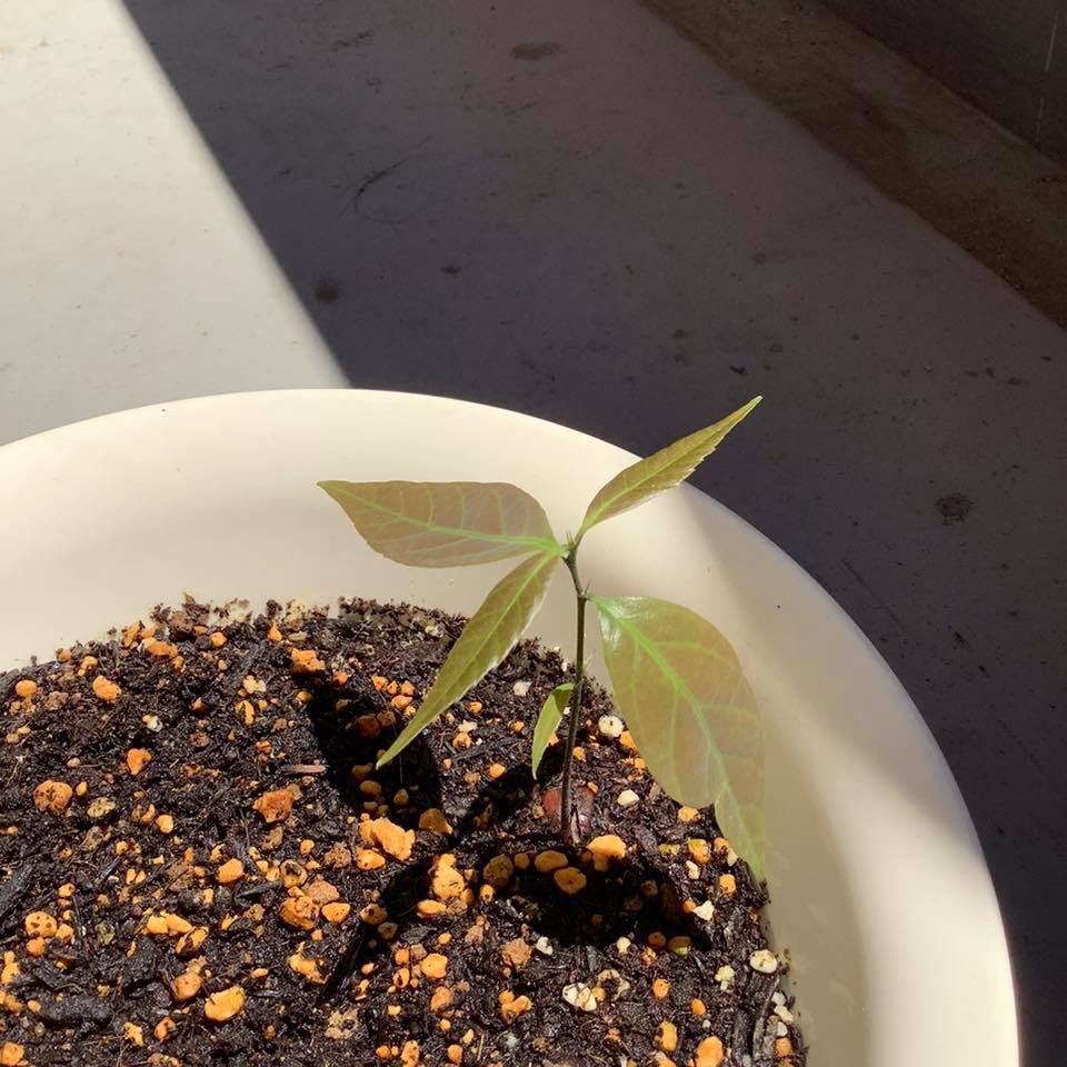 マチモノ 社 街の木ものづくりネットワーク Machimono Tree Challenge マチモノメンバーの樋口です 年1月の樹木勉強会で採取した種 シラカシも発芽しここまで成長してます テレワークでほとんど外出することもないので 気分転換に日に何度も