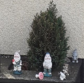 reddevil1975's tweet photo. Well that was a productive morning although tough going as it was so deep rooted . I exchanged a few choice words with that bush and no way I was going to lose that battle 😀 Just need to paint around it now and that's one bit done!! #bushyouarehistory #byebush https://t.co/gt8UIpPGK9