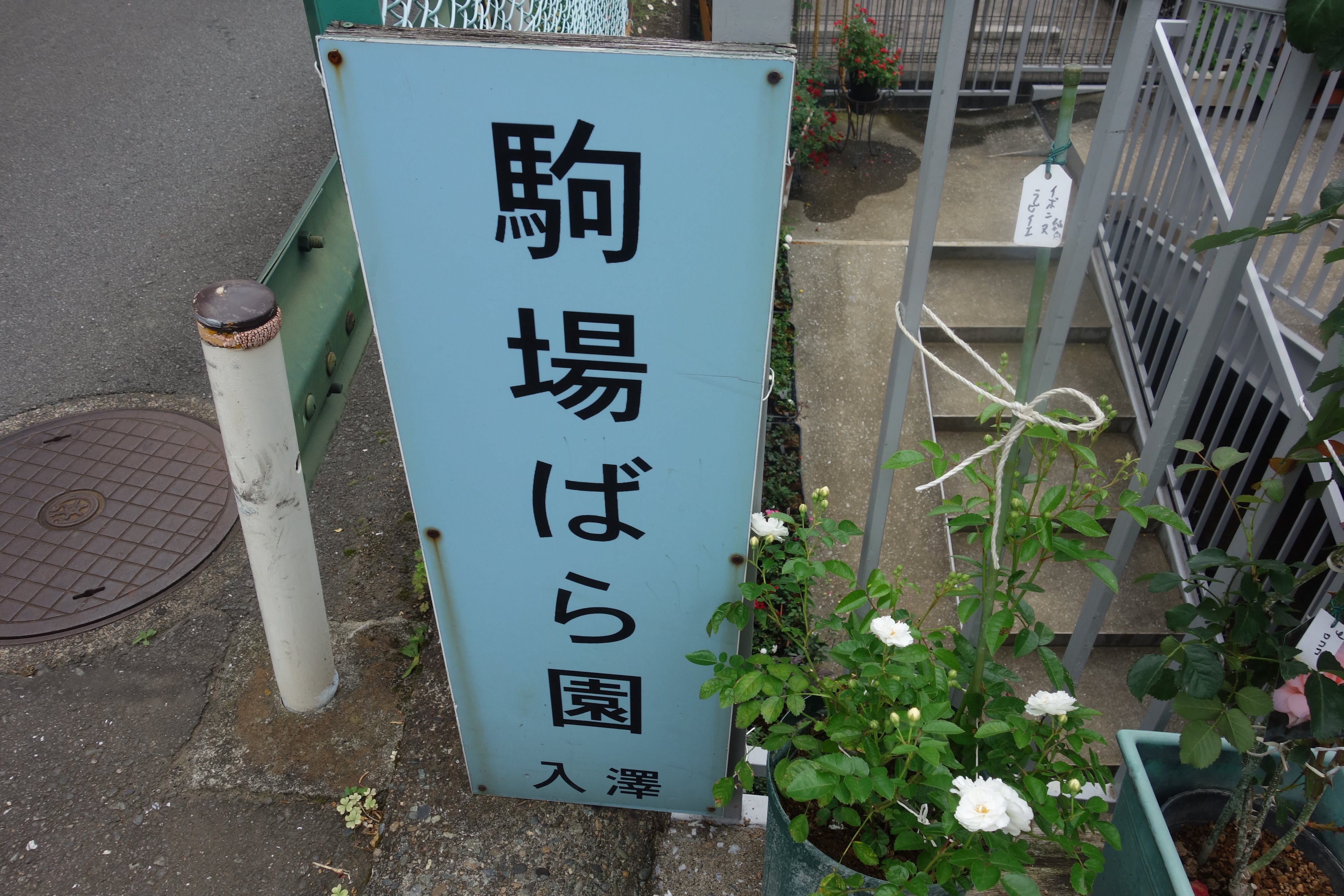 コスモス 陽だまりポカポカ 先日 駒場ばら園の存在を知り 行ってきました 駒場ばら園は東京都の駒場にあり 明治４４年の開園 日本では最古の薔薇専門店だそうです 写真撮影の許可を頂いたので 何枚か撮ってきました T Co Xuura8uunv