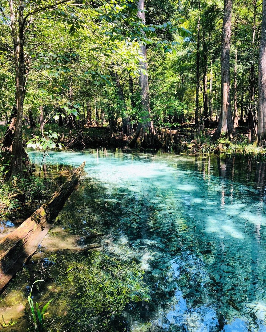 Gilchrist Blue Springs is a large second magnitude spring in beautiful High Springs, Florida! 💦 Can you name the other four springs on-site that spill into the Santa Fe River? 🤔 @NaturalNorthFL @FLStateParks #LoveFL IG: lisha2211