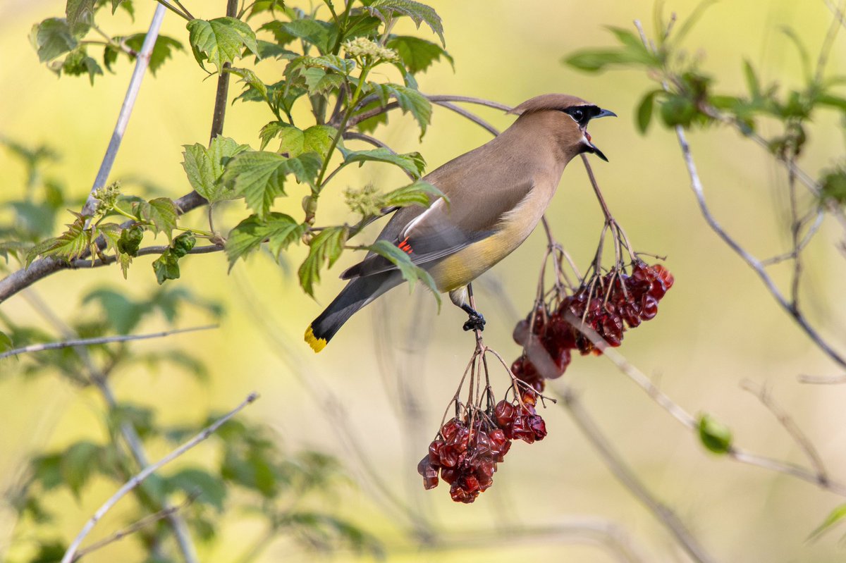 WayneRankine's tweet photo. Cedar Waxwings. https://t.co/Y4uhueS2Gt