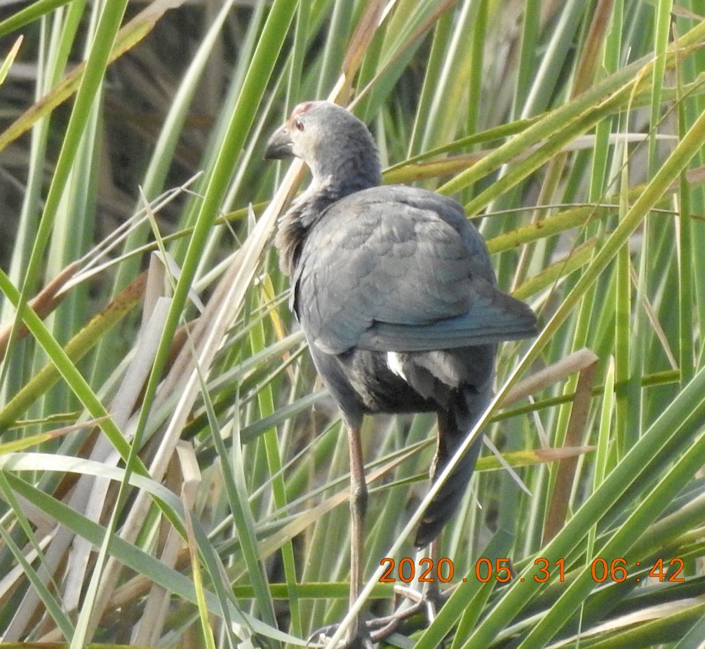 prchoudhury's tweet image. A beauty in the backyard. A Purple Moorhen.( Porphyrio porphyrio.) basking in the early morning Sun was my #unlockone #inspiration today. Hope our #ecology doesn’t now get #lockdown as we #UnlockIndia’s economy. #Life &amp;amp; #Livelihoods
