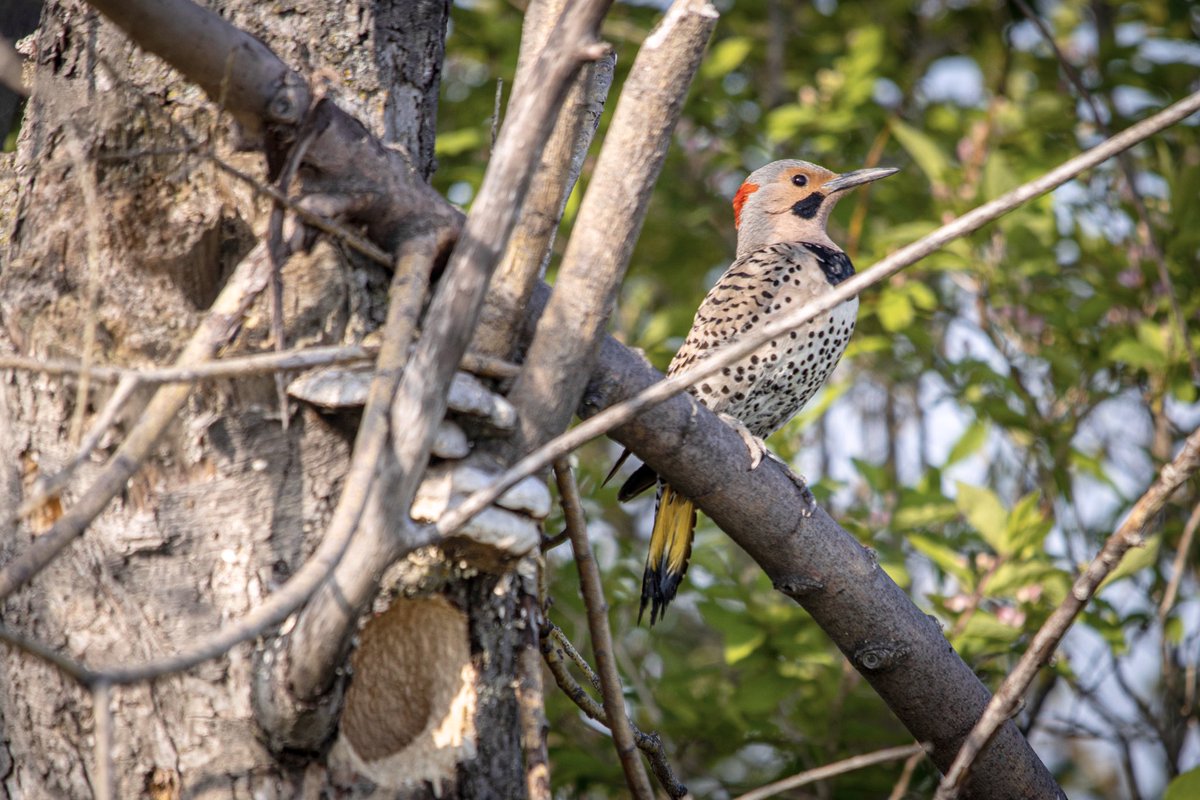 WayneRankine's tweet photo. Northern Flicker Woodpecker. https://t.co/j7q2YLxwKG