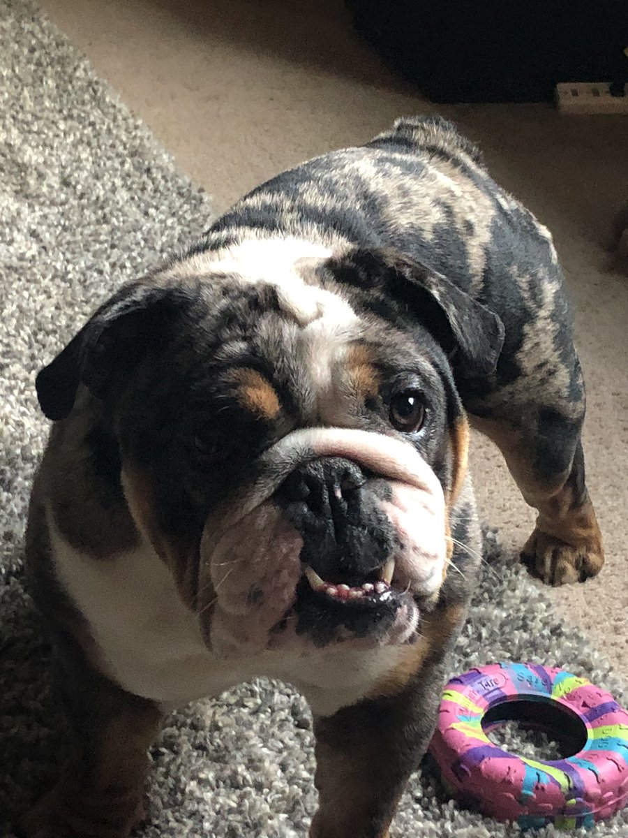 Not sure why you aren’t feeding me snacks right now but I thought I would remind you I’m hungry #animals #Bulldogs #burritotheenglishbulldog #dogsduringlockdown #DogsofTwittter #BulldogFamily #Ellen #goodmorning #PNW #SundayFunday #snacks