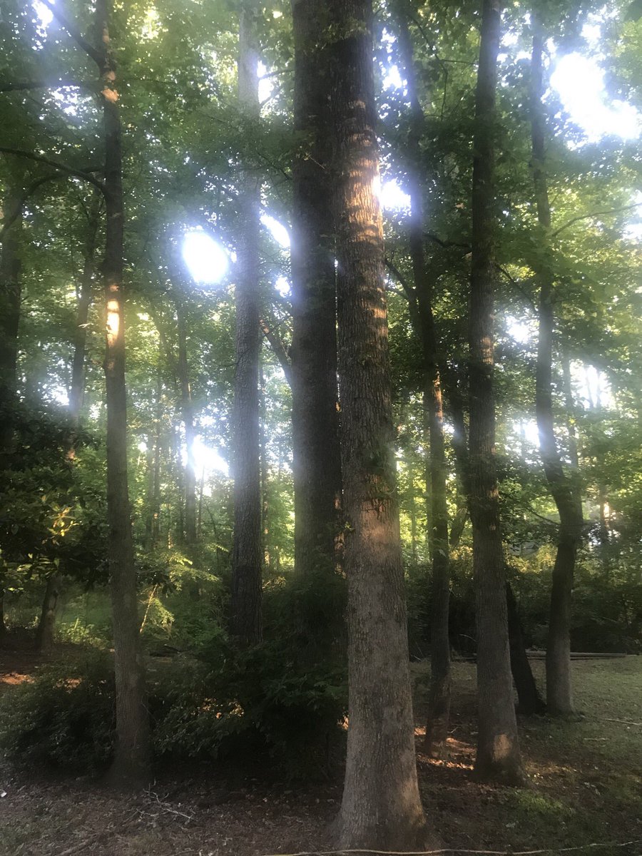 This creek and Trees pictured gave me  #BlackInNature experiences that 25 years later I still cherish. I heard and saw my first Owls in these trees. My first experience with a water snake was just around the bend in that creek.