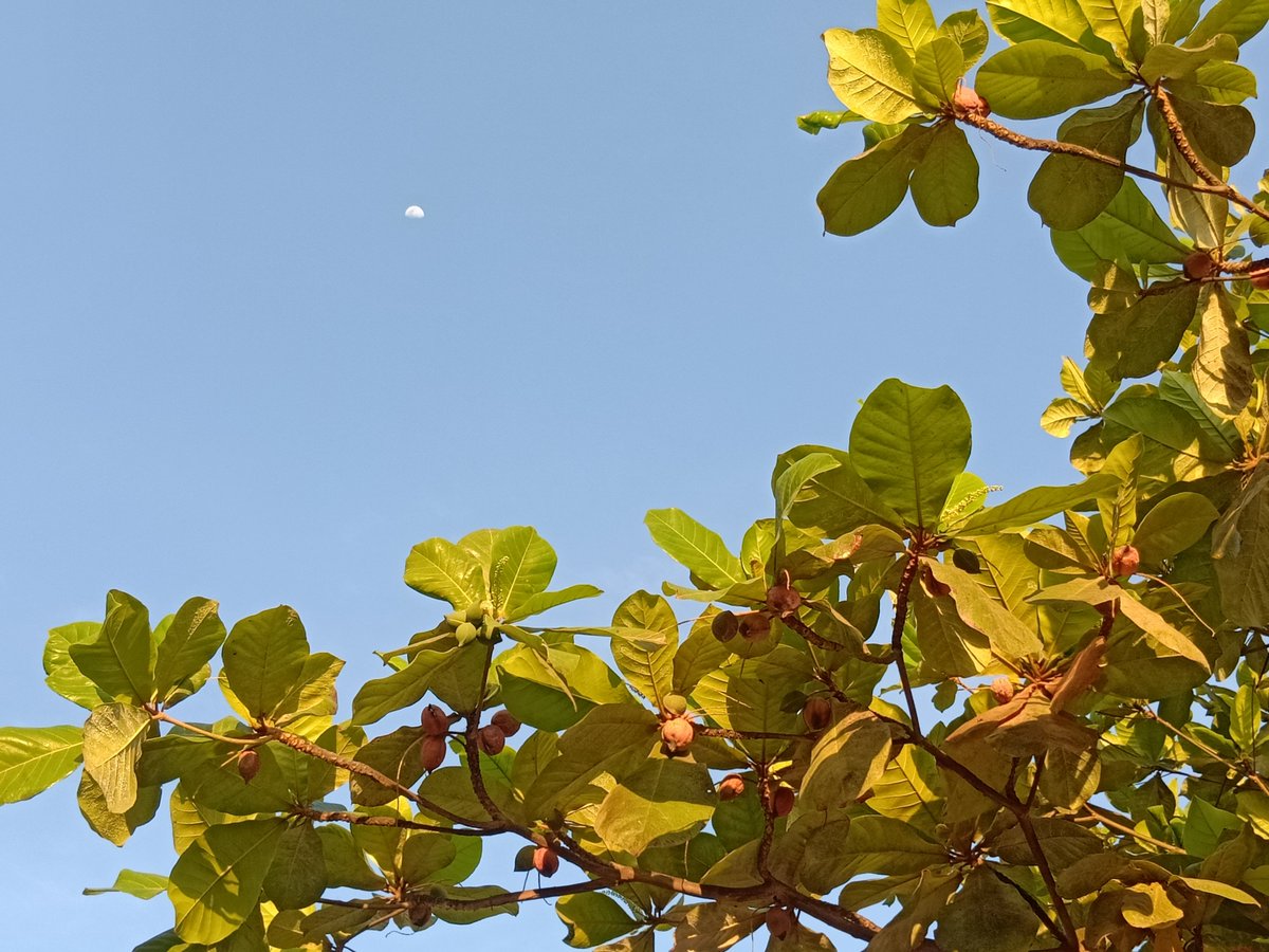 longhandnotes's tweet photo. The moon's lower half
That needs clouds to hide when full
At times just sky hides
#haiku #SideSplit #HalfDipped #WhatIsToHide #WhatIsHidden #LimitedRelease #NoCoverUp #VirtualCover https://t.co/h5XgOtOcP0