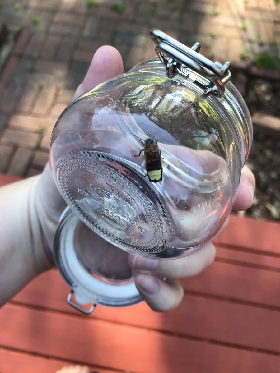 AthenaLemon's tweet photo. We were lucky enough to see a firefly before dark! @WolbachiaProj #bugsonmywalk https://t.co/CxKVJaGtEz