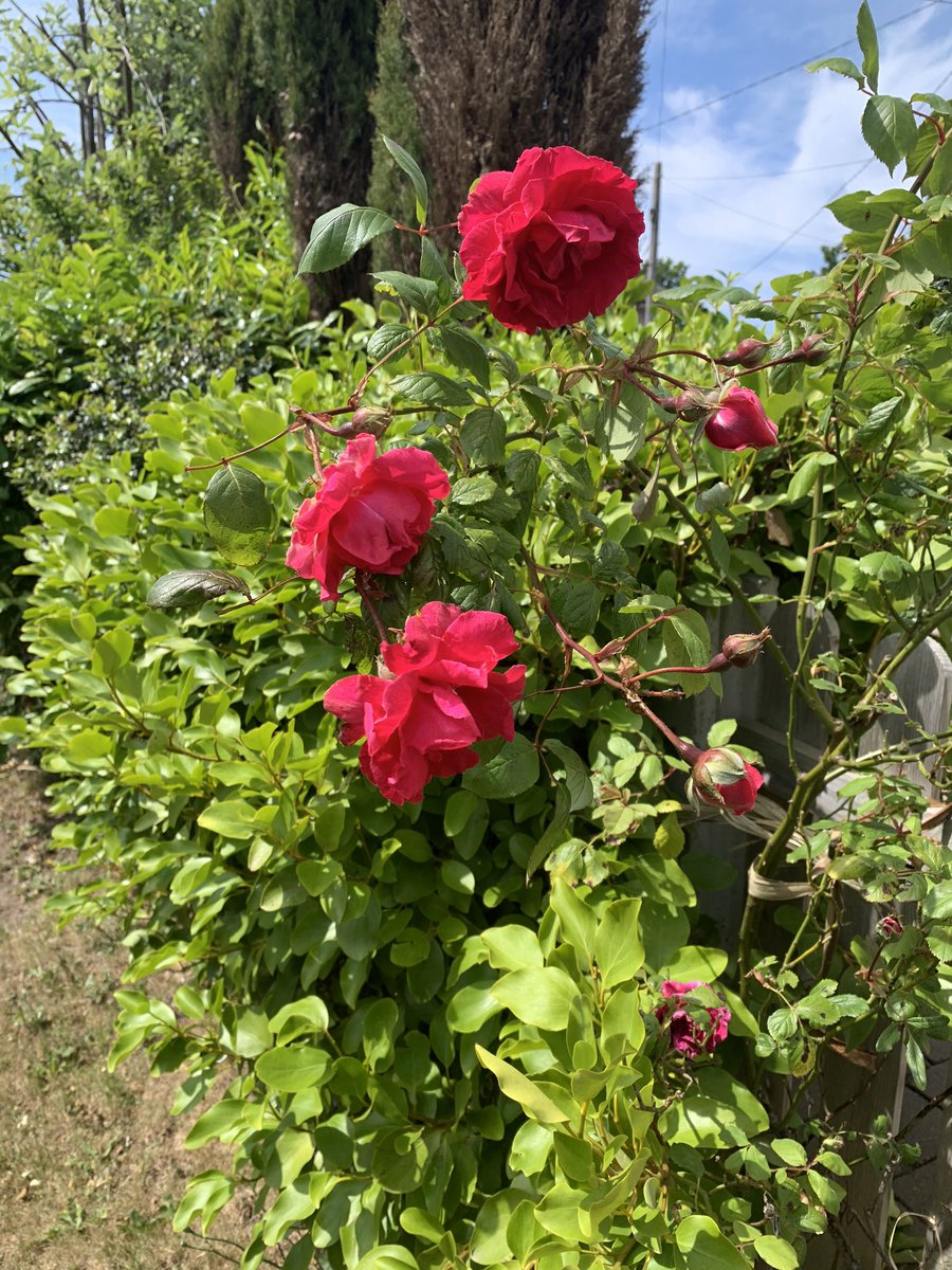 libedy's tweet image. #BloomwithRTE #BloomAtHome