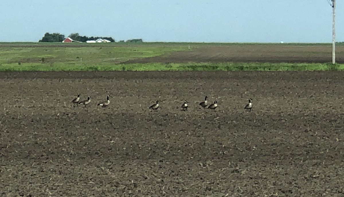 If you have lost some geese, I may have found them. (They do look terribly lost.)  Send PM with detailed descriptions. #stillfarming