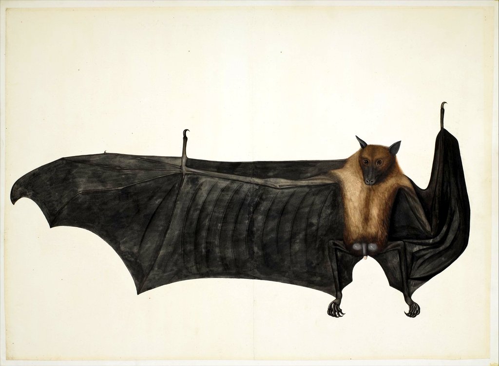 48. Great Indian Fruit Bat by Bhawani Das, 1778-1782