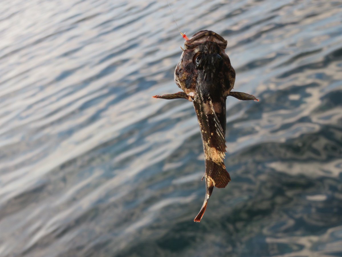 魚アレルギー