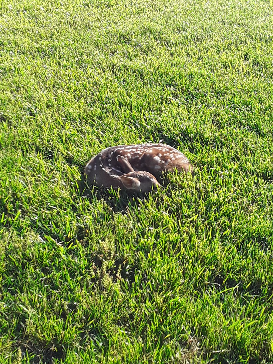 ed_wachter's tweet photo. Baby fawn resting in #4 rough. https://t.co/4wYG5BBJAY
