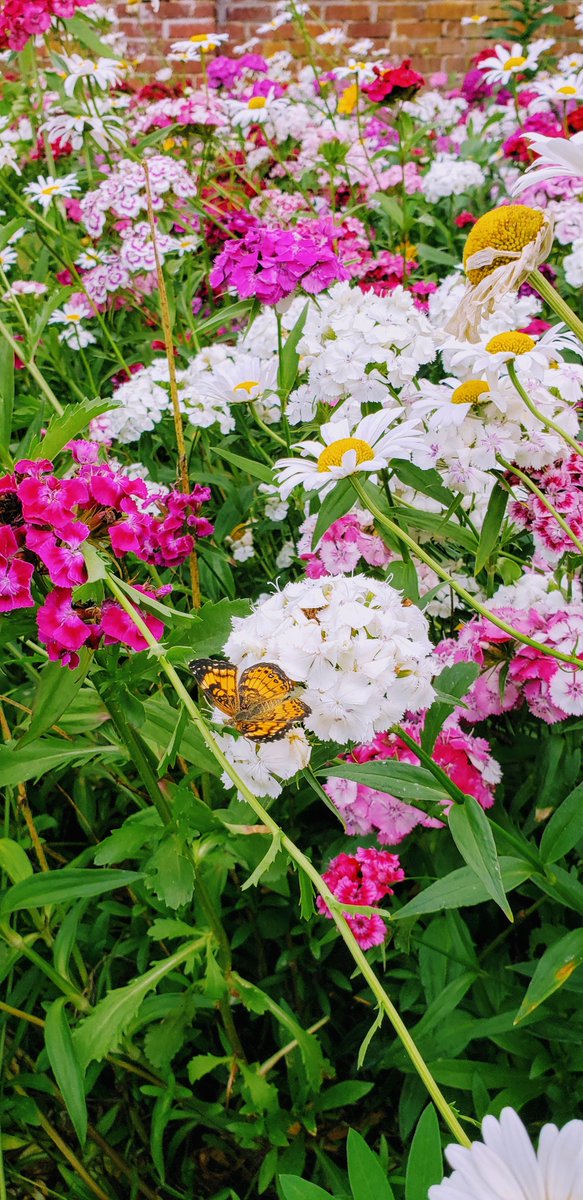 JMMontpelier's tweet photo. Welcome to another #SereneSunday.
A 🦋 rests in the Annie duPont Historic Garden.
📸 Allyson Whalley, courtesy of The Montpelier Foundation.
#MyMontpelier #HistoricHomes #history #VAMuseums @SavingPlaces @VisitVirginia #VAFoothills #historicgardens #Spring #SpringinVA #gardens https://t.co/iDrkngsk8d
