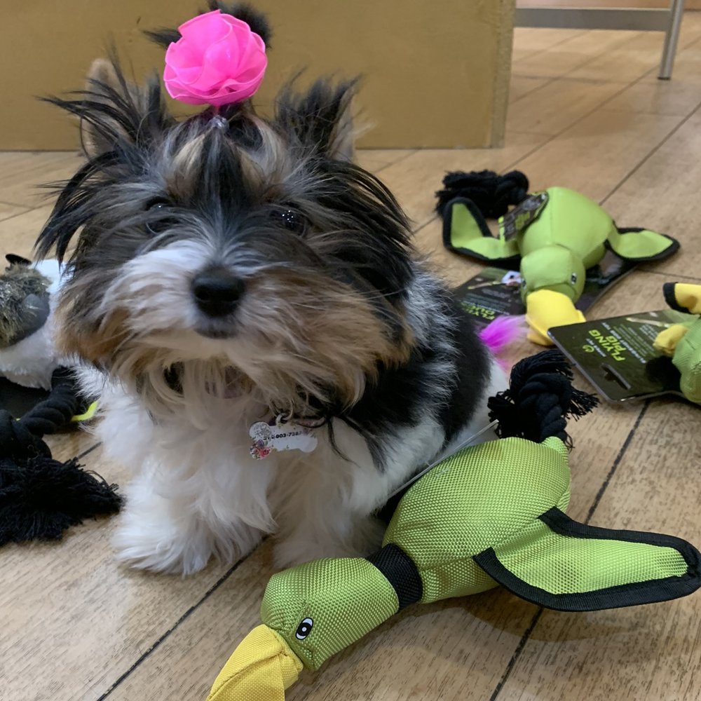 Fergie is showing you some of her favorite fetch toys! Check out our fetch collection online here: lolaandpenelopes.com/collections/pl…
