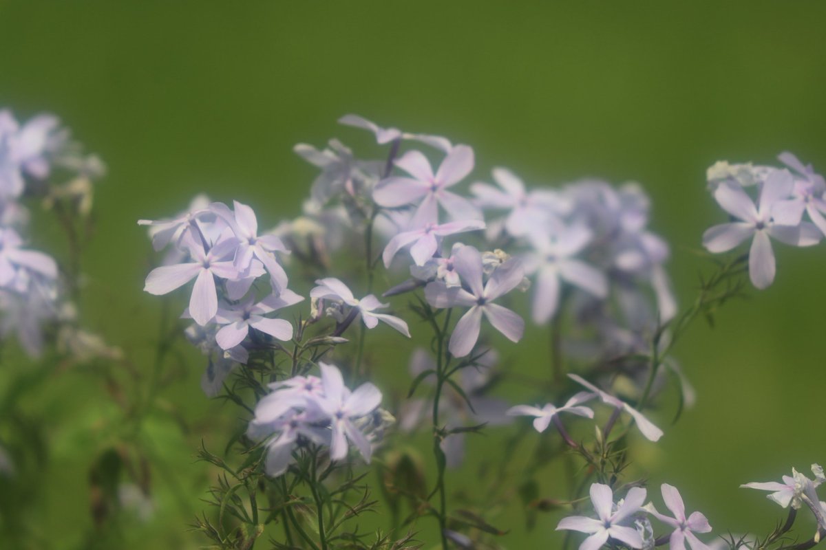 Jozpictsievhe いろいろ フロックス ディバリカタ フロックス ディバリカータ モントローザトリカラー