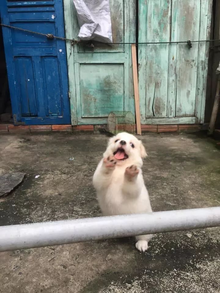 Animal (@wildanimalpis) on Twitter photo 