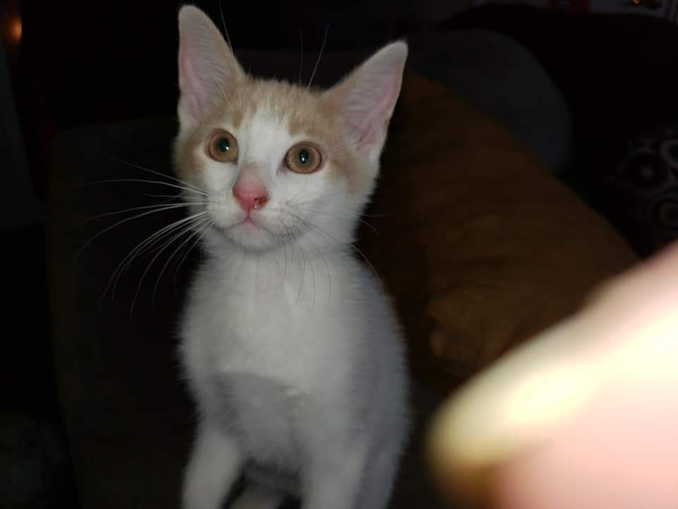 BMaier2019's tweet photo. A year ago I didnt want a cat. Now I can't imagine him not being my buddy. #CatsOfTwitter https://t.co/WGHBUbjnhT