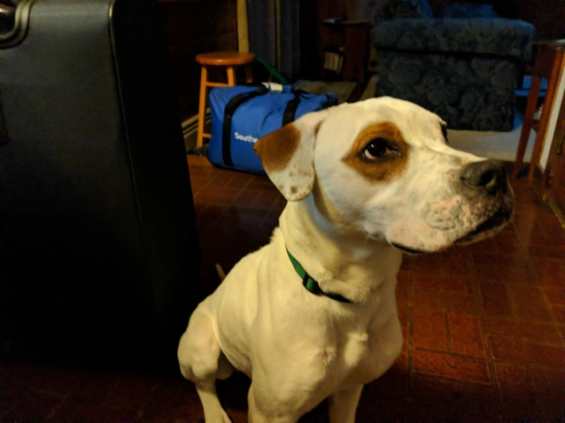 ScituateAnimalS's tweet photo. I'm Gogurt &amp; I need someone to #rescueme.

I'm a young boxer/lab mix. I'm house trained and ❤️❤️people.  I'm a snuggler AND I love to run.   I do need some work with being reactive on leash, but I'm a really lovable guy.

Interested? adopt@scituateanimalshelter.org

@boxerfanclub https://t.co/YNSg0EjEuZ