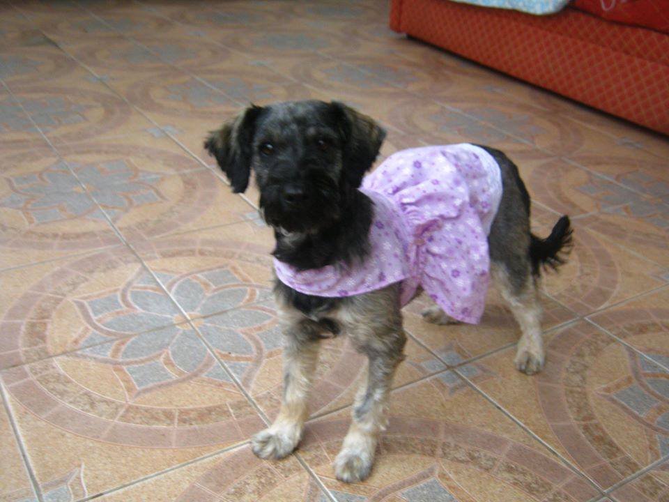 AdoptaAlelita's tweet photo. #VIÑADELMAR URGENTE!!!!

Se busca Cachorra Pequeña sector Agua Santa!!!
PESA 6 KILOS APP!! 8 meses app.
→ Lleva #vestido de polar rosado con flores!

Escapó al llegar a su nuevo hogar después del traslado!
AYUDAAAAAA! #Compartir!

+56968002242 +56991331372 https://t.co/pkExc5SrPv