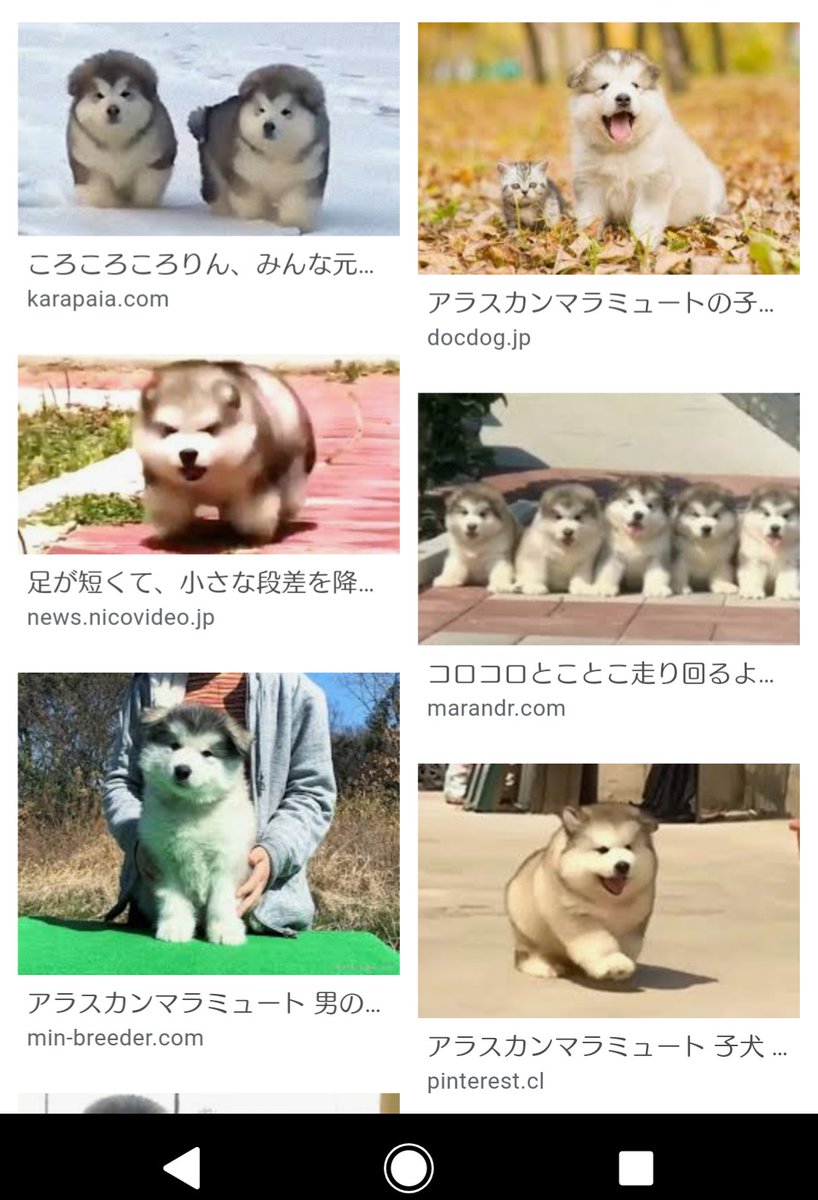 アラスカン マラミュートの子犬が綿あめみたいにぽよぽよもふもふで死ぬほど可愛い件 塩大福ちゃん Togetter
