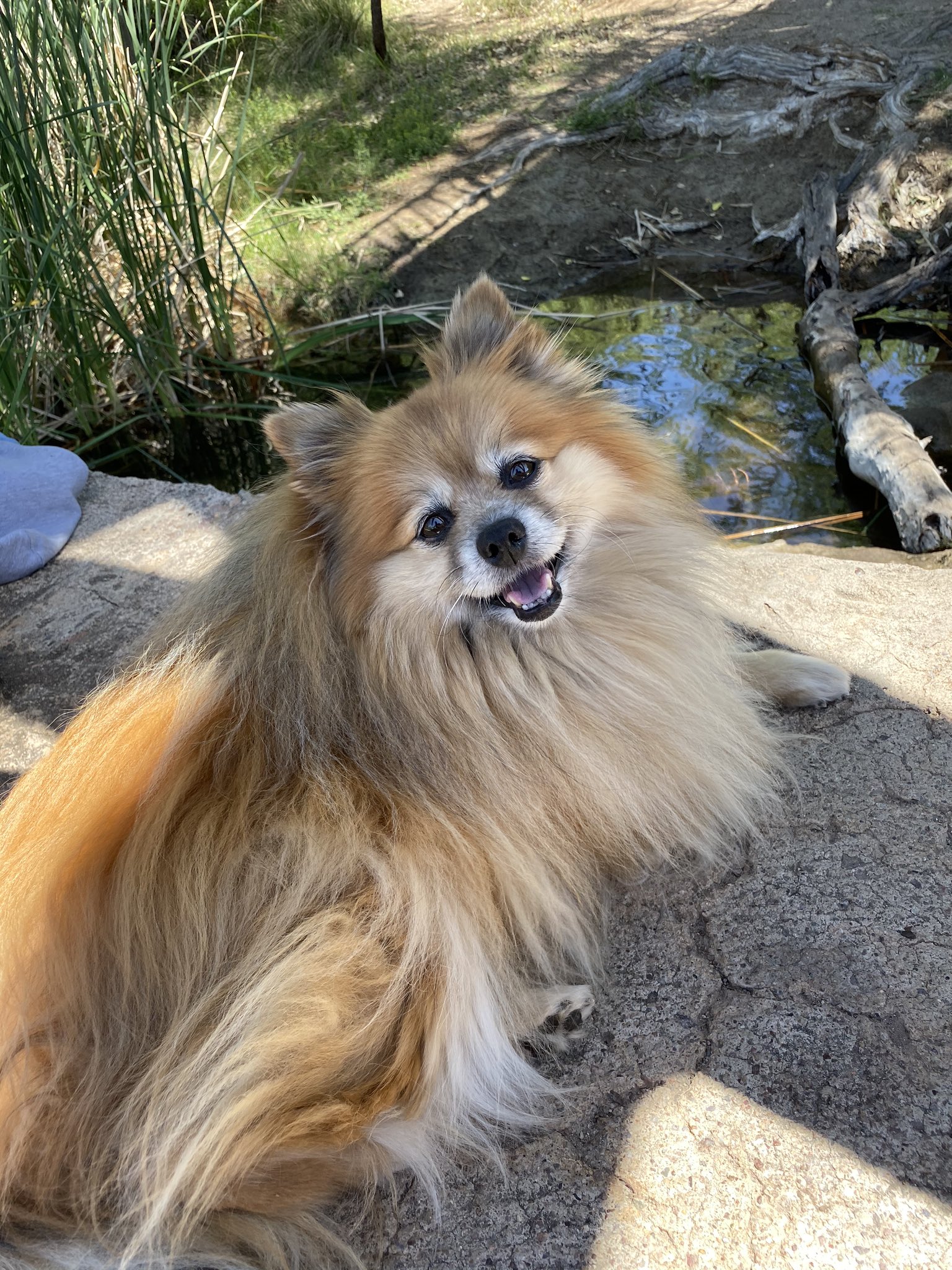 lastlaff-on-twitter-xqc-my-fluffy-dog-https-t-co-izhdfmi4pm-twitter