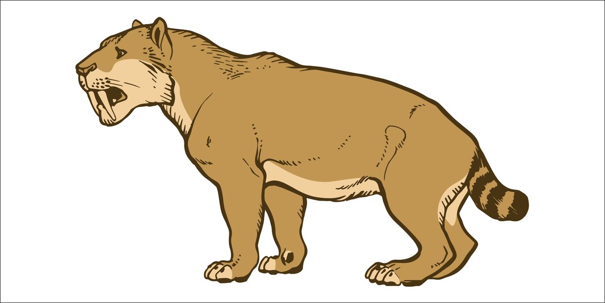 RoyalTyrrell's tweet image. The famous prehistoric mammal Smilodon lived in the Americas from 2.5 million to 10,000 years ago. Please tweet your sabre-toothed cat drawings at us! #RTMPArtChallenge #MuseumFromHome