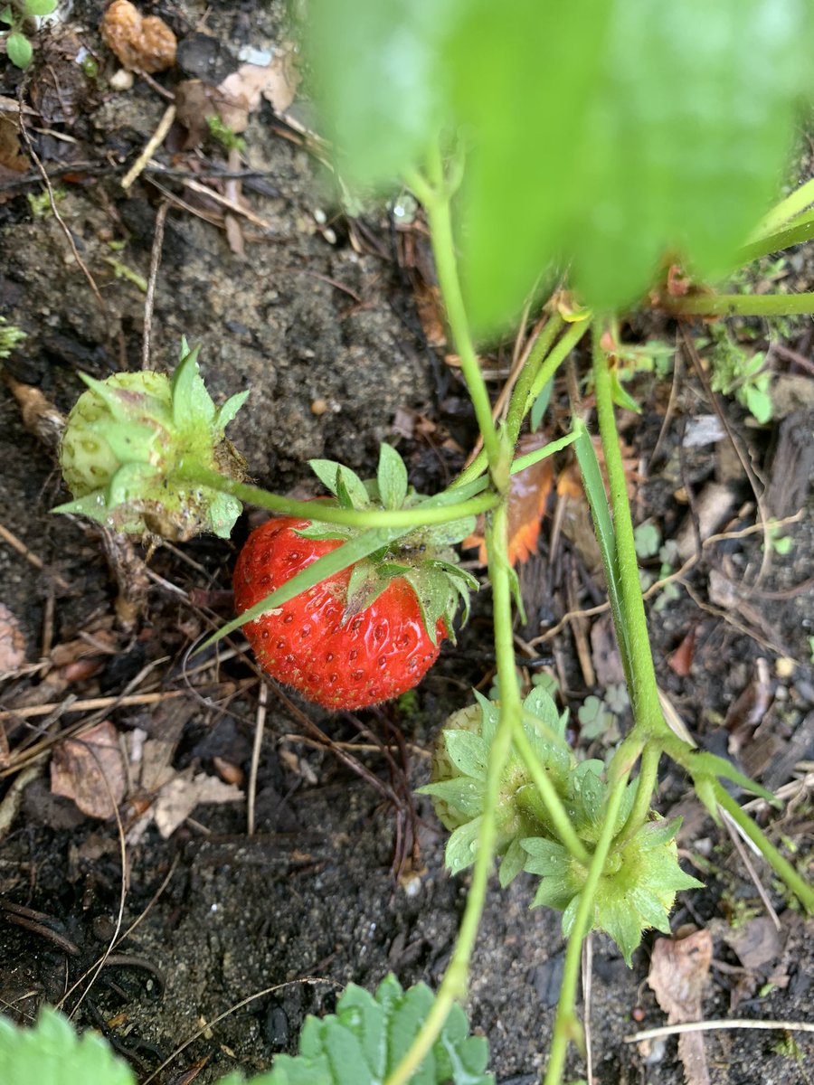ultramiriam's tweet photo. First sweet #strawberry of the season. Gardening is a beautiful form of #meditation In these overwhelmingly difficult & violent times,here’s one way to contribute to #peace ;plant a garden & practice nonviolence. #practicenonviolence #plantagarden https://t.co/l3HMFbWSxL