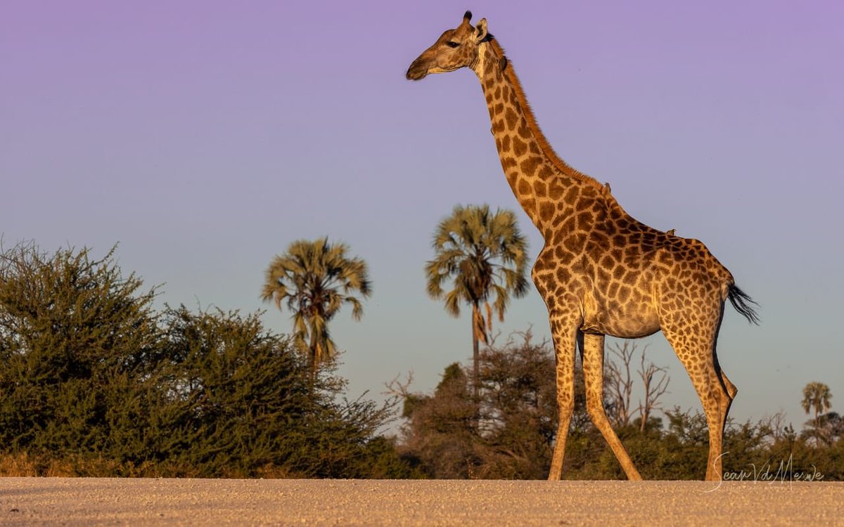 WeAreWilderness's tweet photo. Short 1.5 hour drive this afternoon with Mombo magic. Photos by Sean Van Der Merwe
#Mombocamp #olympus #omdinspired #zuiko #thisisbotswana #wearewilderness https://t.co/TaoRoQ98Zz