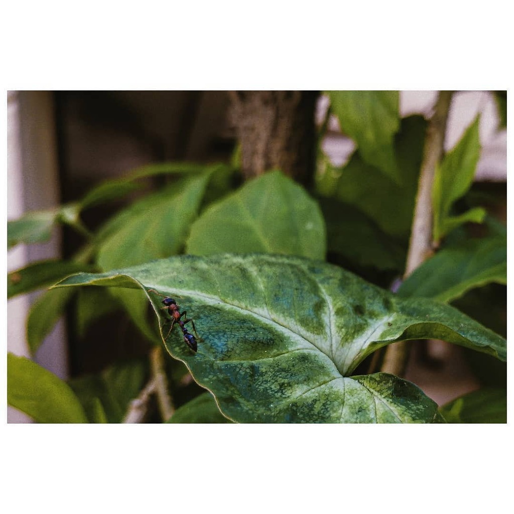 Crawler.
04.05.2020 - 16:26 Hrs.

#shotononeplus #oneplus5t #lightroommobile #lr_photohunt #border #stayhome #crawler #ants #green #nustaharamkhor #maibhisadakchap #shwetamalhotra03 #nvedi #indoorshotononeplus #perspectivepixels #whatkarlloves #polarr #i… instagr.am/p/CA2tVzmjhZs/