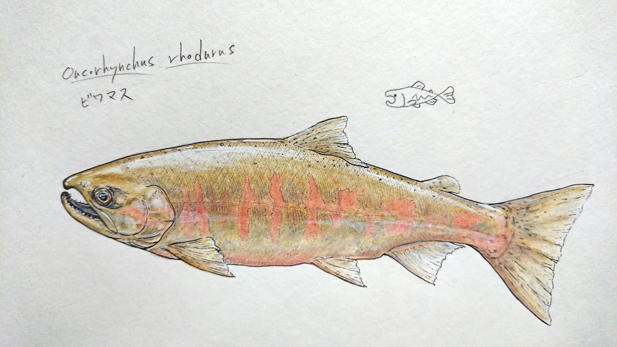 تويتر しゃけーた على تويتر みんなで雨っぽい魚を描こうの会 アメノウオことビワマス T Co Vdkvkbo0oq